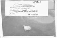 Image of Pleospora androsaces